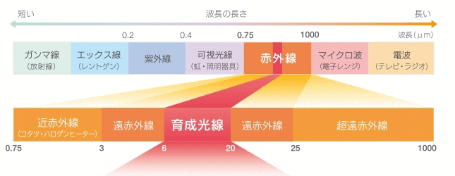 育成光線は赤外線の一種です
